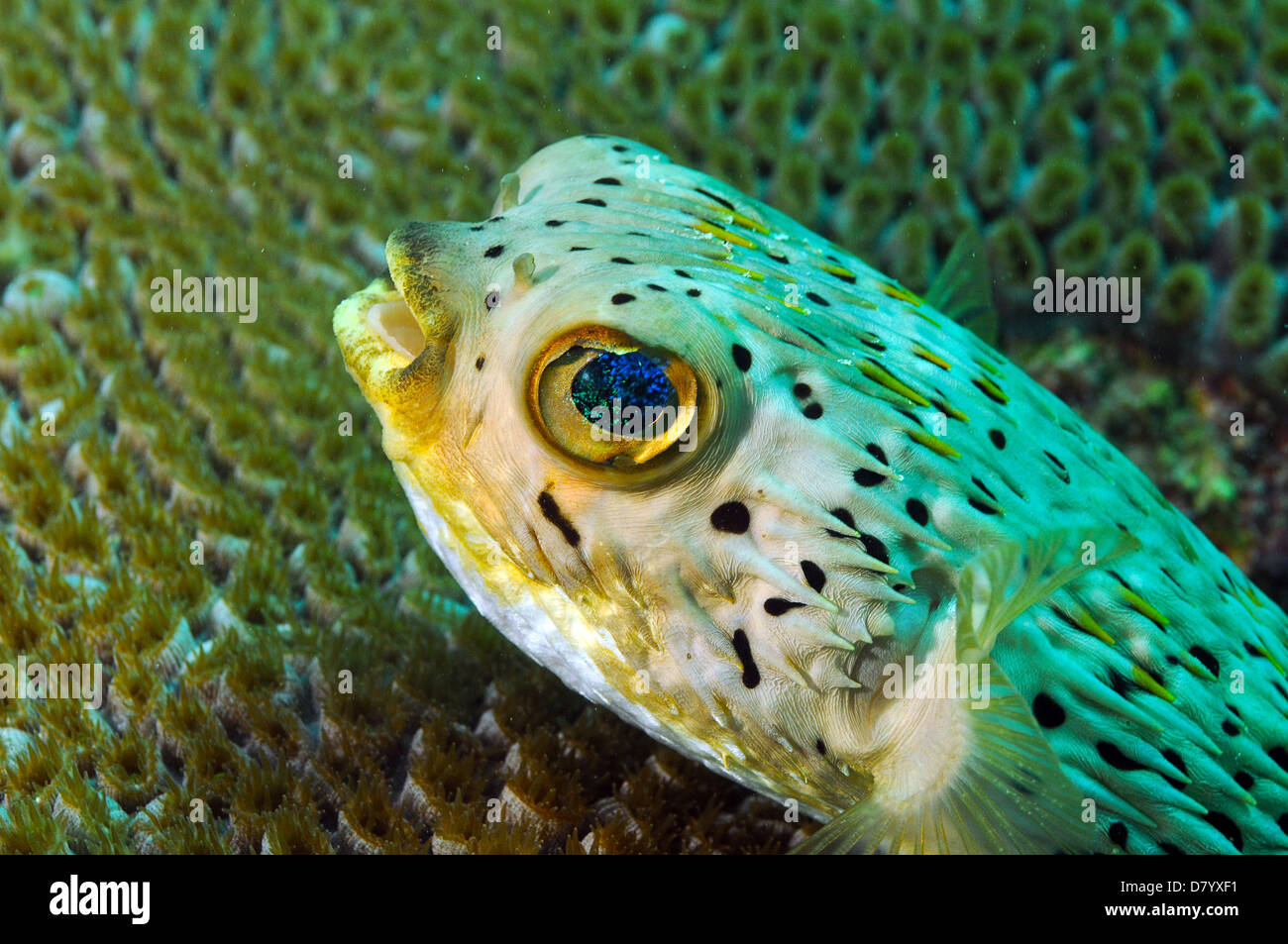 close up of blowfish underwater in ocean agains coral Stock Photo