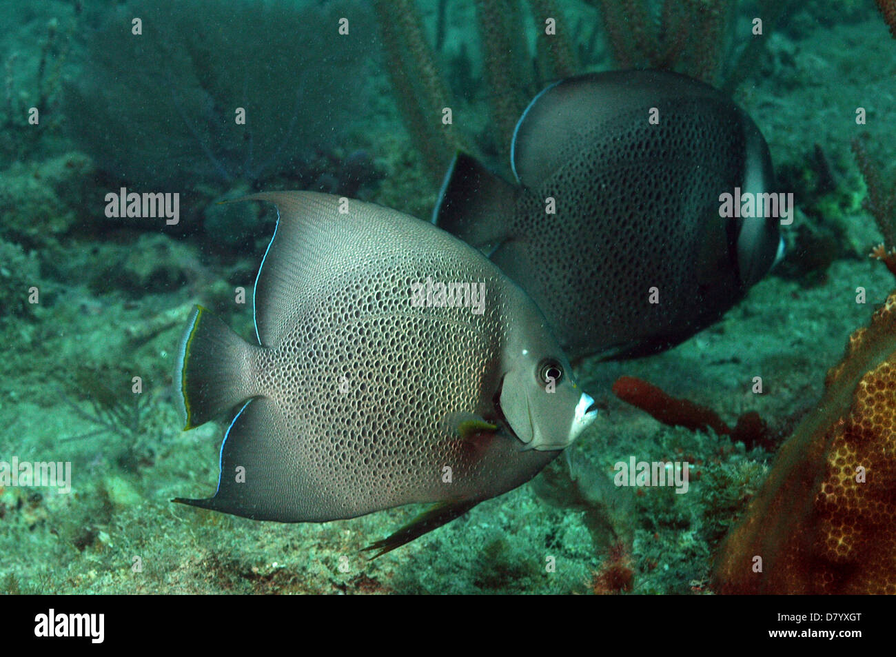 two gray angelfish swimming against underwater seascape Stock Photo - Alamy