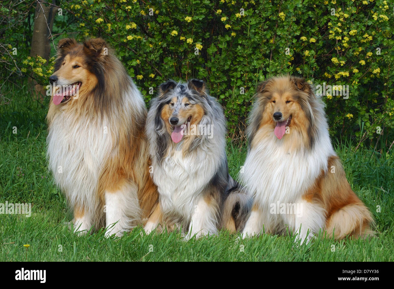 Rough and smooth collie hi-res stock photography and images - Alamy