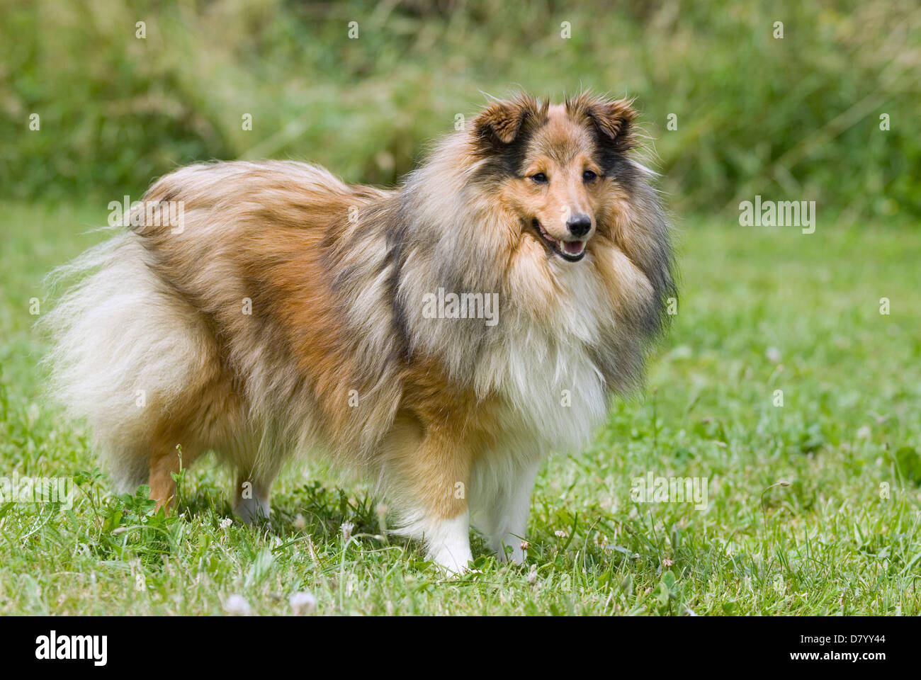 standing Shetland Sheepdog Stock Photo - Alamy