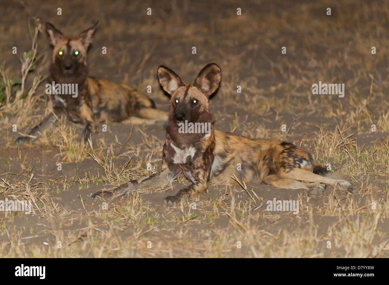 Wild Dogs at Chobe River, Chobe National Park, Botswana Stock Photo