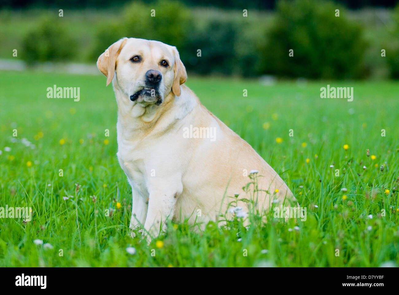 yellow Labrador Retriever Stock Photo Alamy