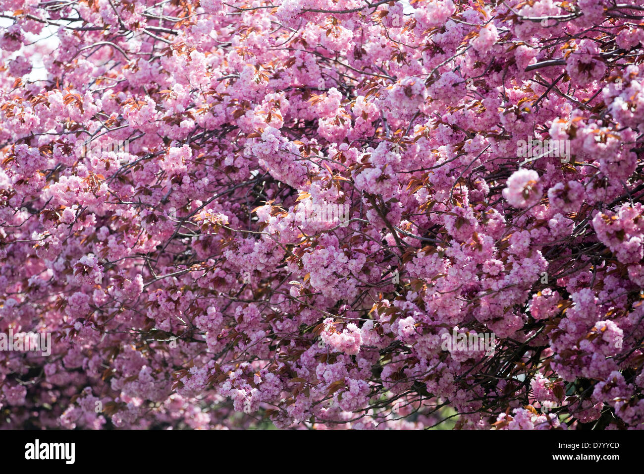Japanese Miniature Cherry Trees Prunus Kanzan Stock Photo Alamy