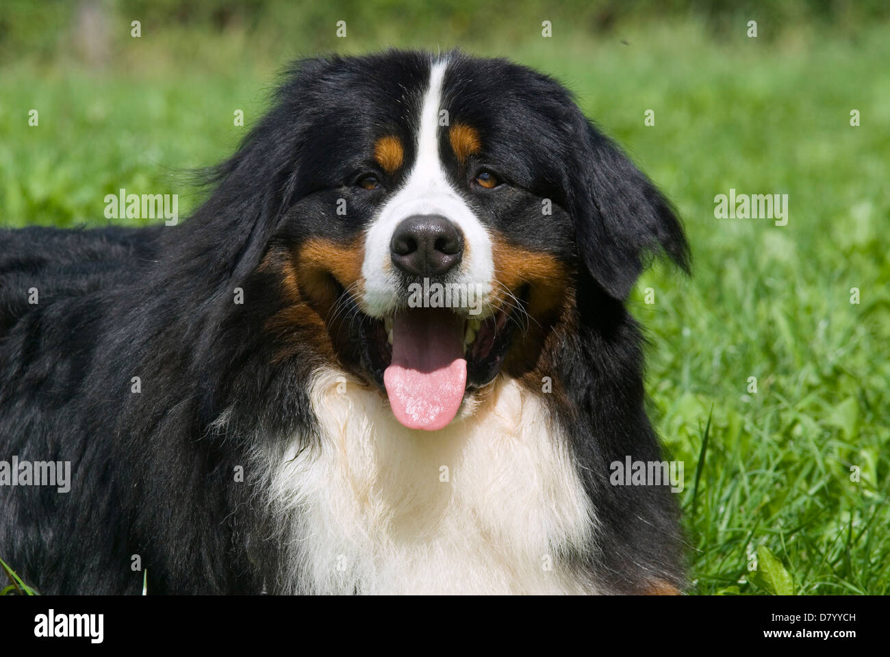 Bernese Mountain Dog Stock Photo - Alamy
