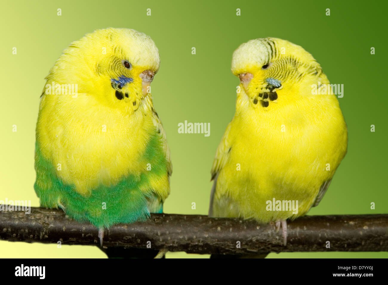 Budgie budgerigar shell grass hi-res stock photography and images - Alamy