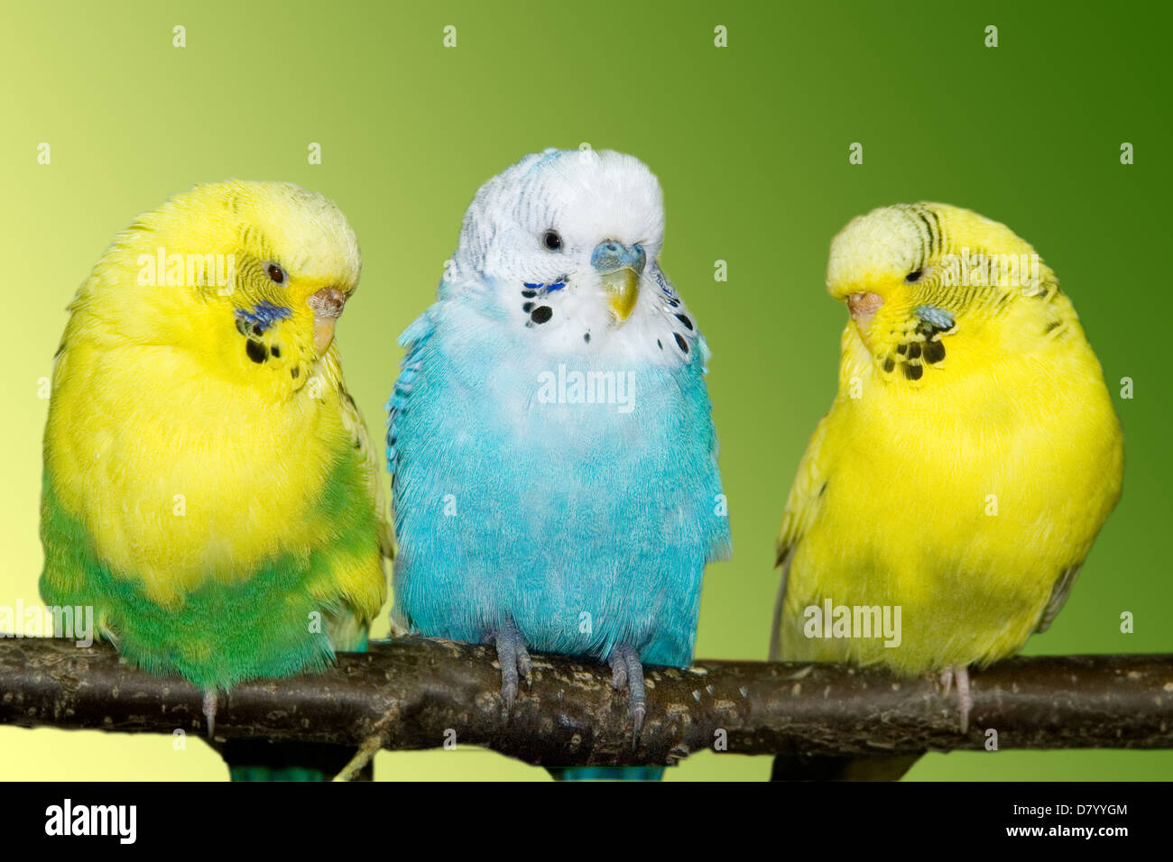 Budgie budgerigar shell grass hi-res stock photography and images - Alamy