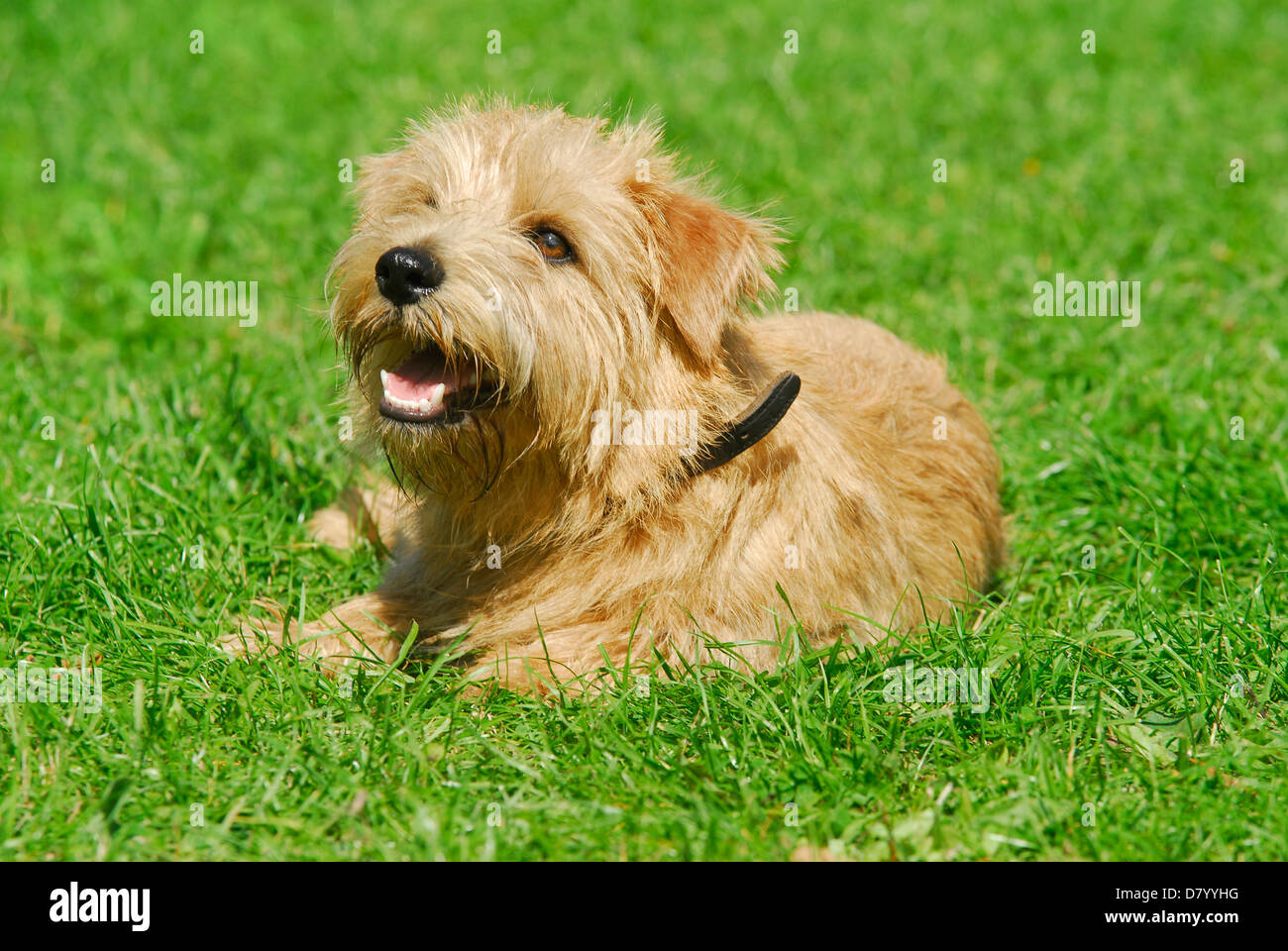 lying Norfolk Terrier Stock Photo Alamy