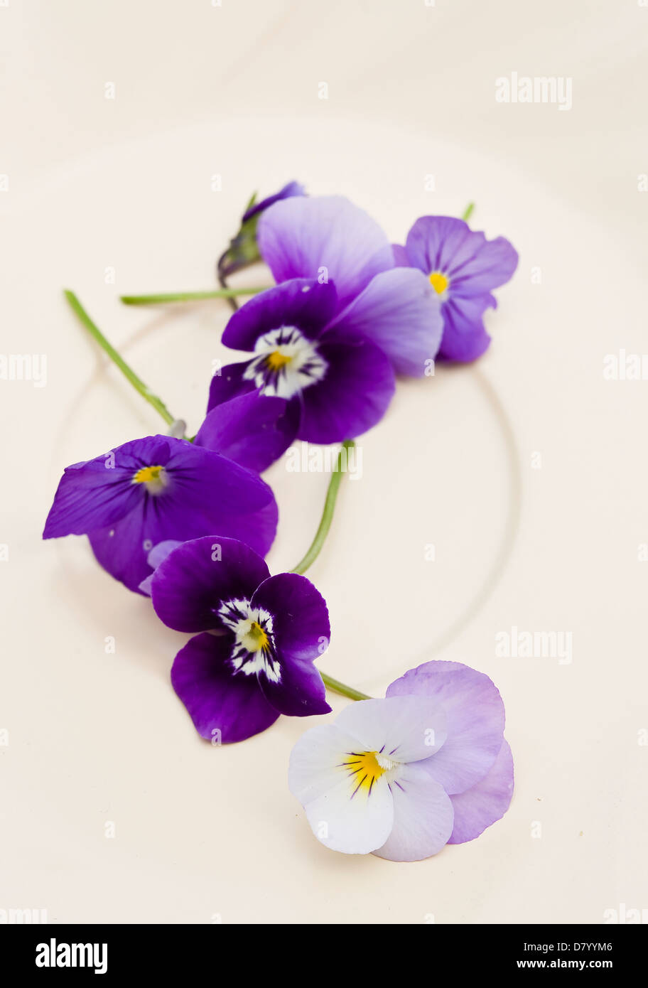 Purple edible violas on a white plate Stock Photo Alamy