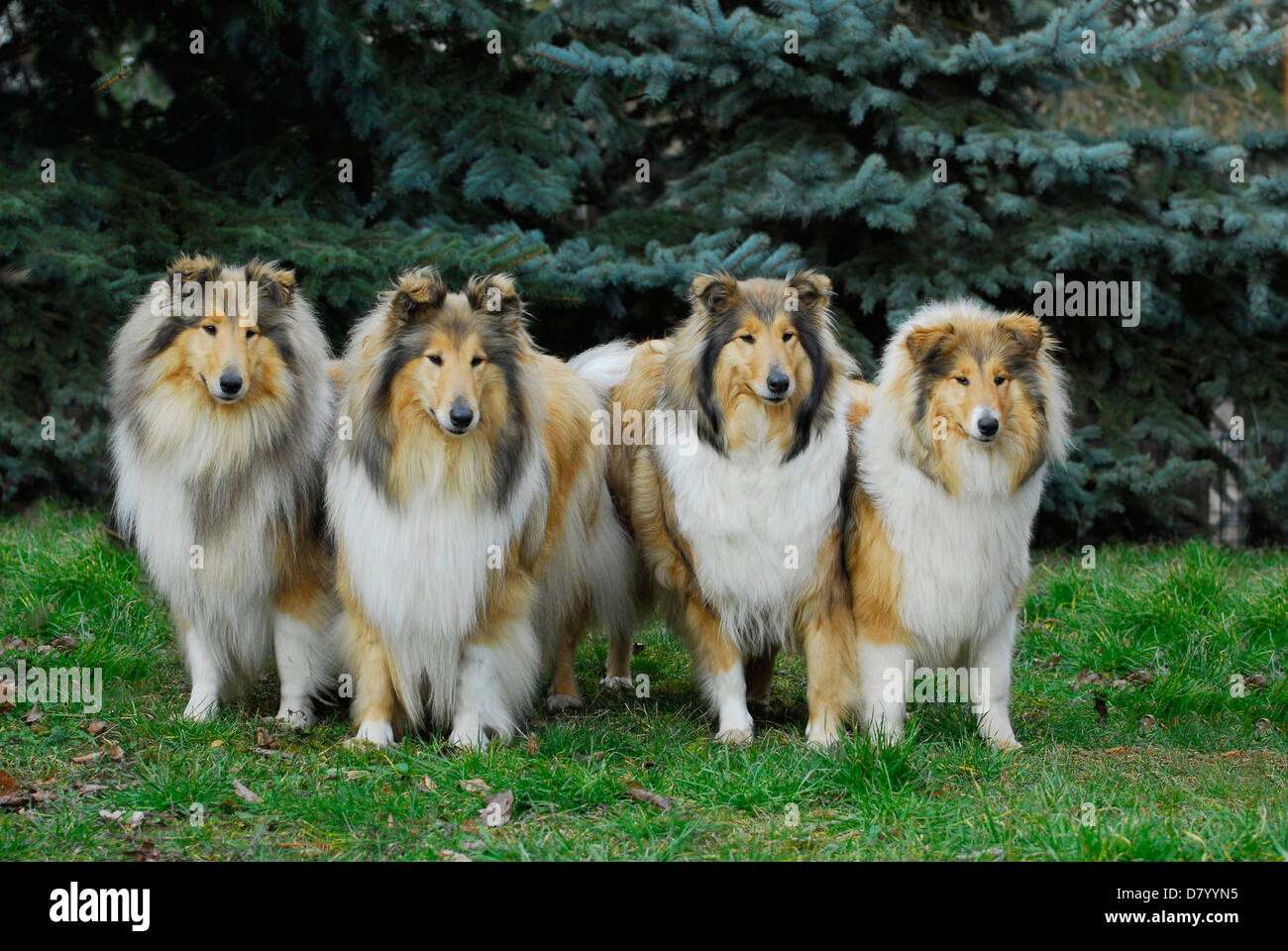 Four dogs hi-res stock photography and images - Alamy