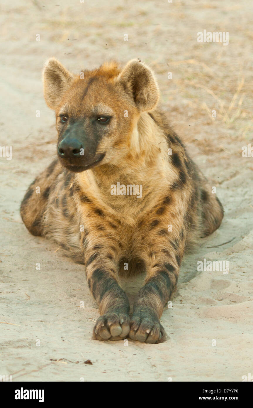 Spotted Hyena at Khwai River, Okavango Delta, Botswana Stock Photo