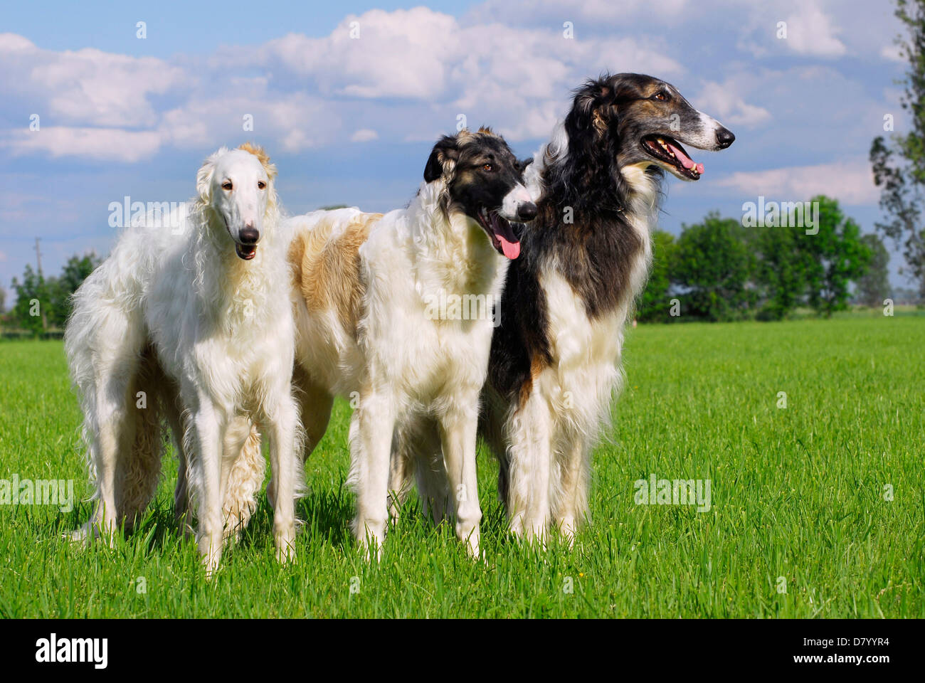 The Fall 2012 - Borzoi Club of America