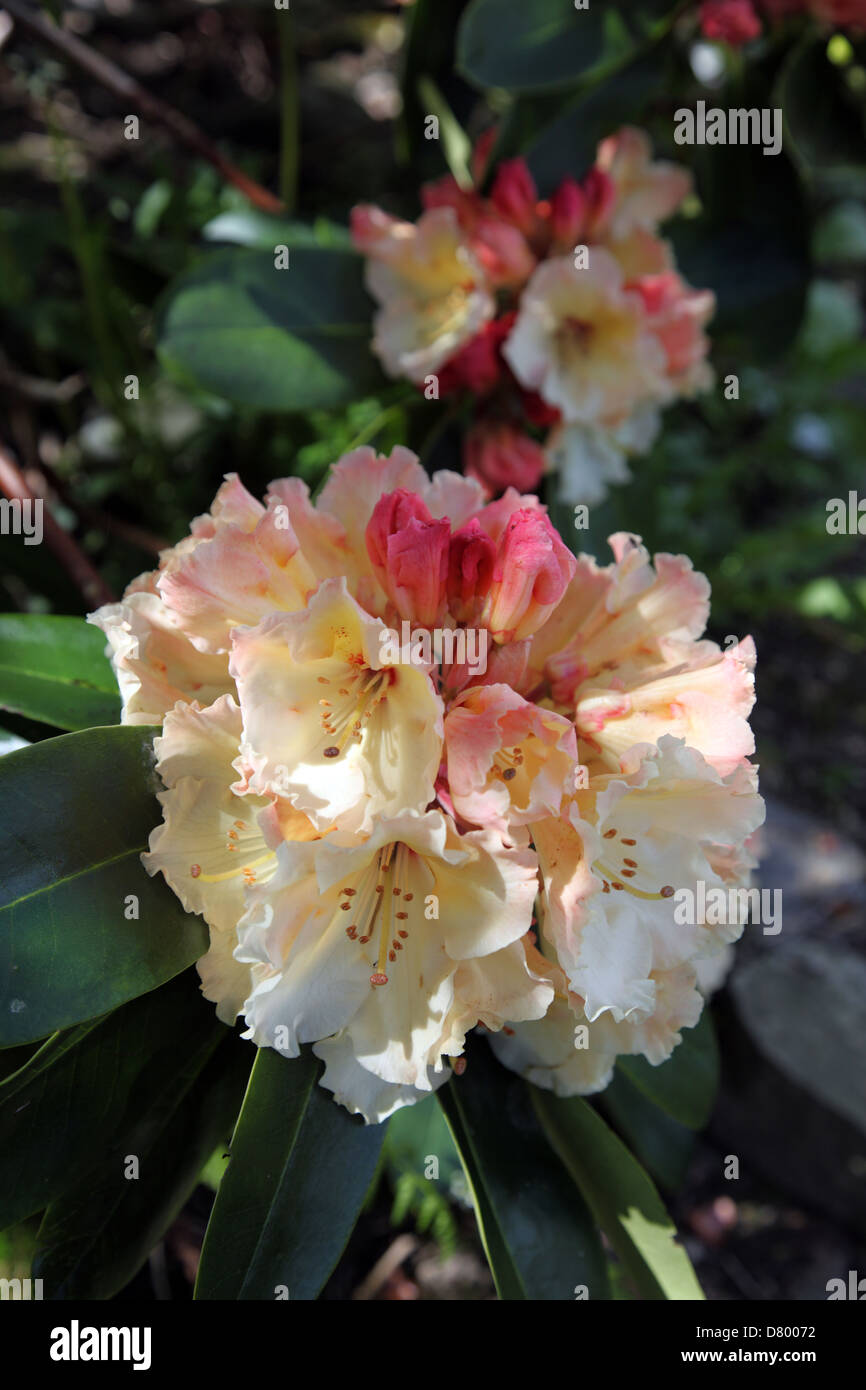 Rhododendron Alpen Rose in an Irish woodland garden Stock Photo