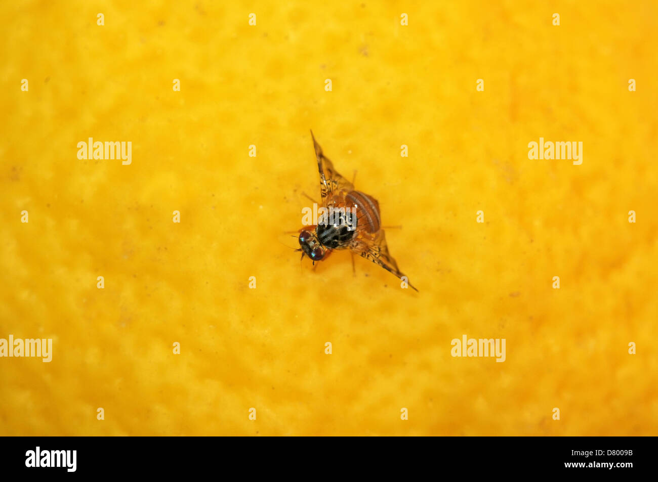 Fruit fly on lemon Stock Photo