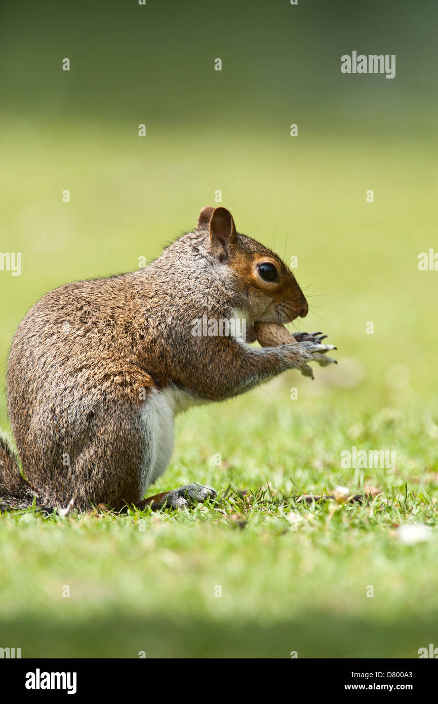Grey squirrel in English countryside foraging and eating nuts with blurred background in essex park, united Kingdom Stock Photo