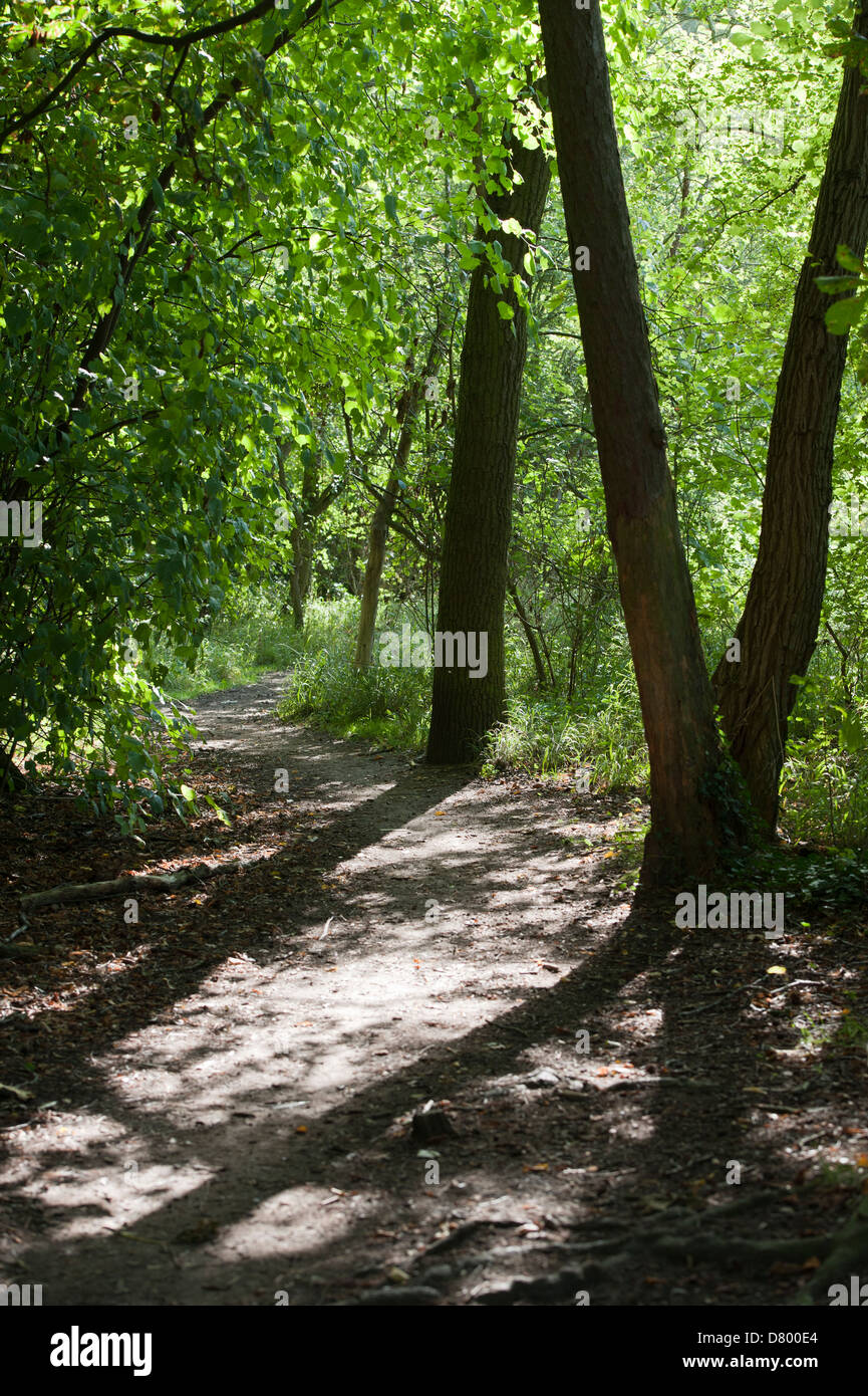 Essex woodland path hires stock photography and images Alamy