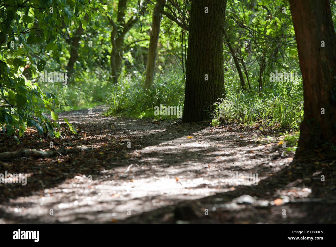Woodland setting with dappled light, leaves, trees and a path in