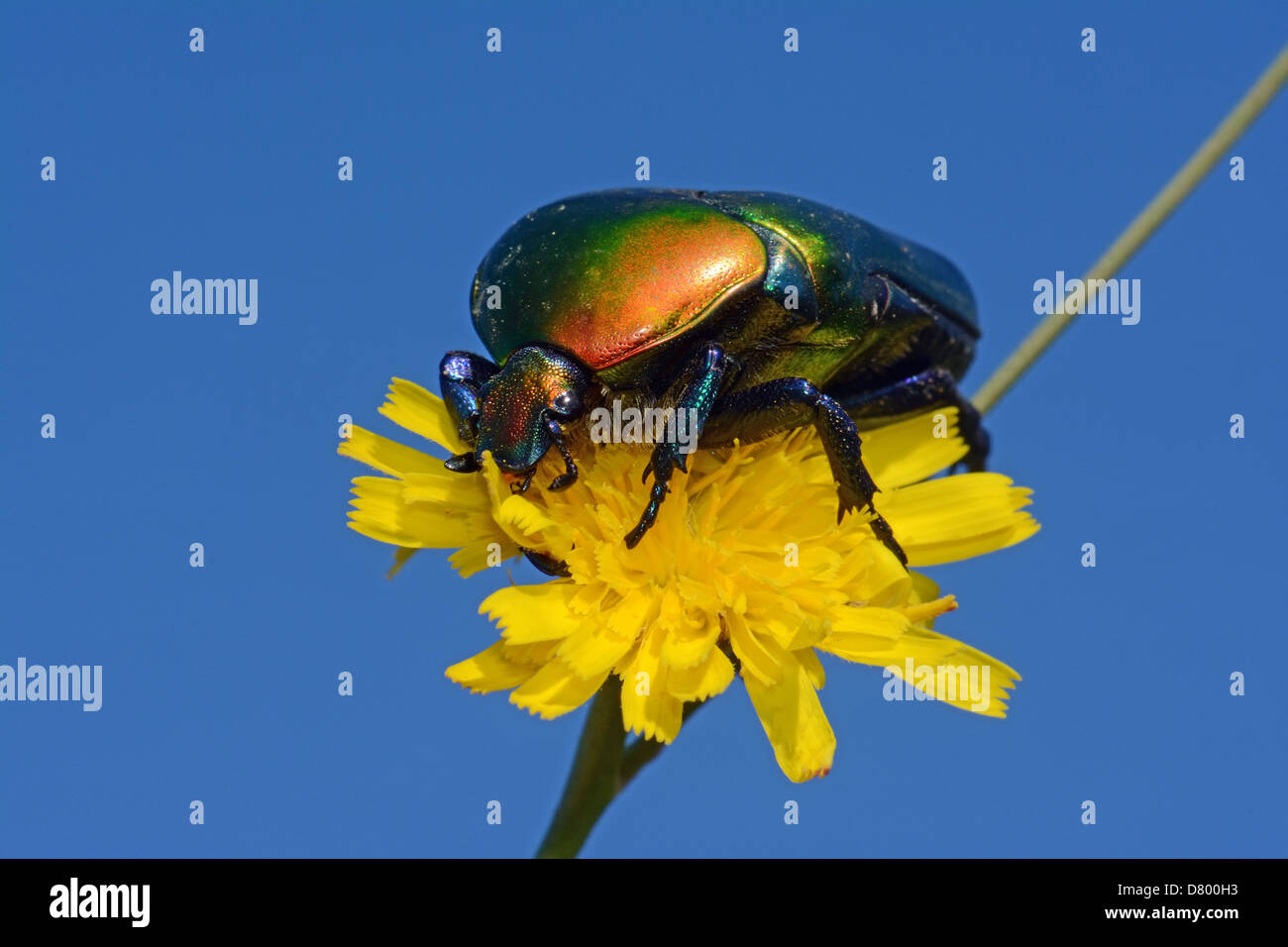 Protaetia cuprea, European flower beetle Stock Photo