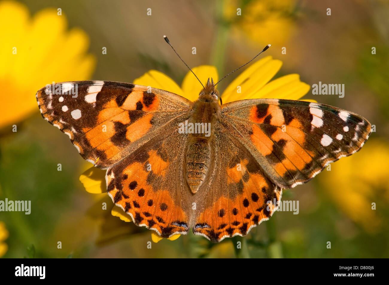 Painted Lady Vanessa Cardui Butterfly Stock Photo Alamy