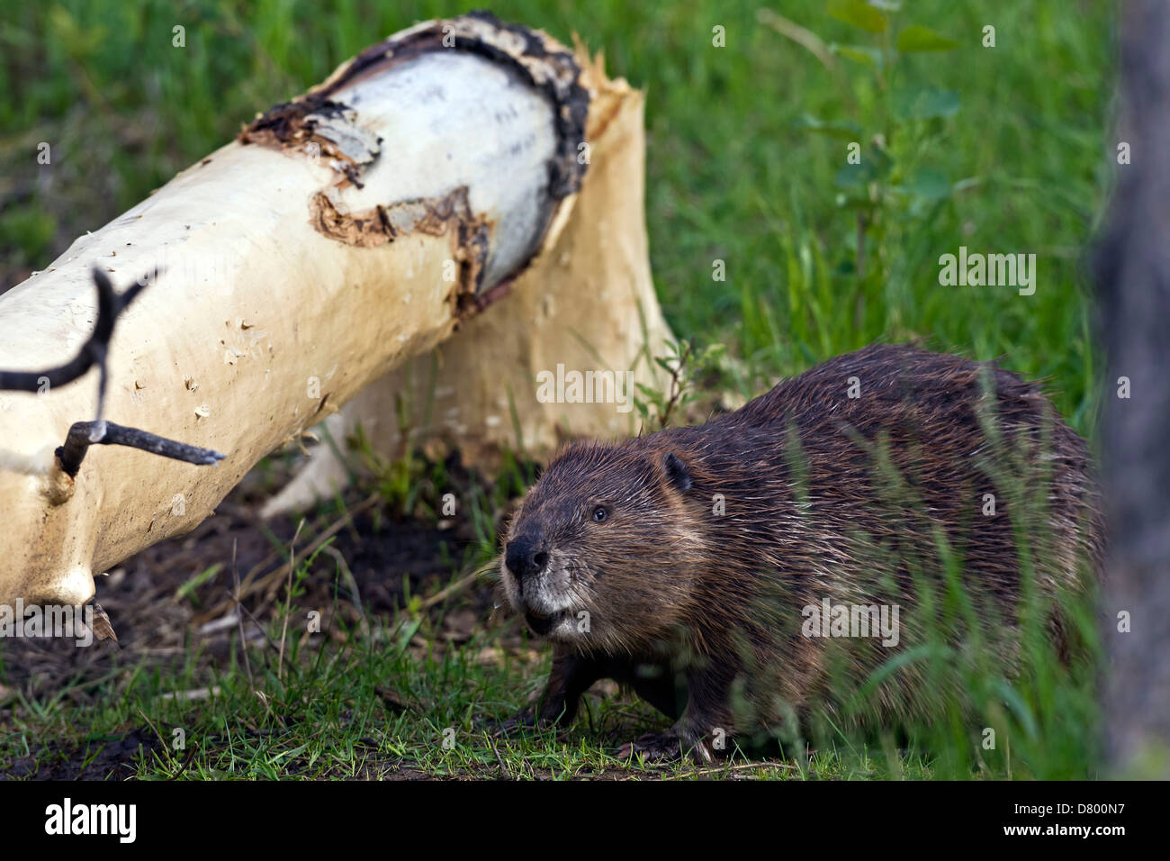 Beavers Using Trees Beaver trees hi-res stock photography and images - Alamy