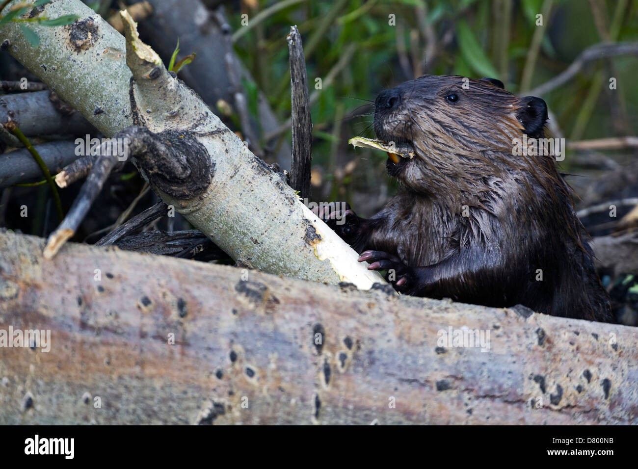 beaver Stock Photo