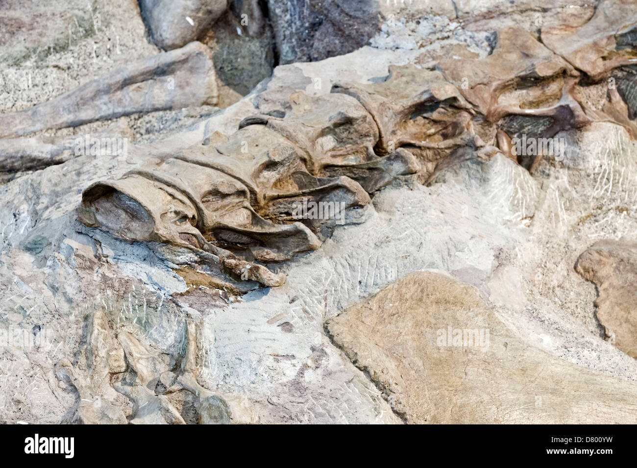 Fossilised dinosaur bone hi-res stock photography and images - Alamy