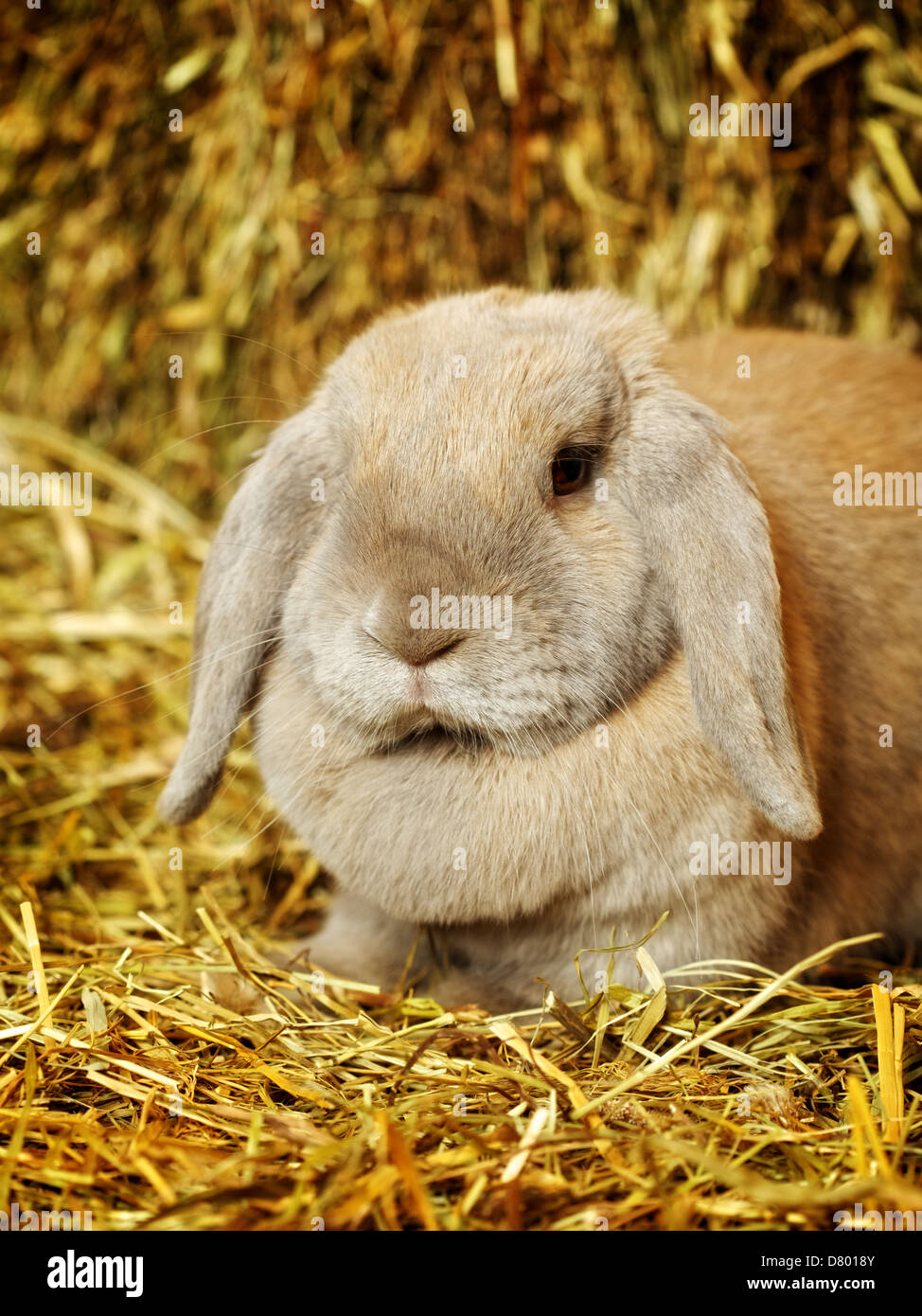 gray lop-earred rabbit on hayloft, close up Stock Photo