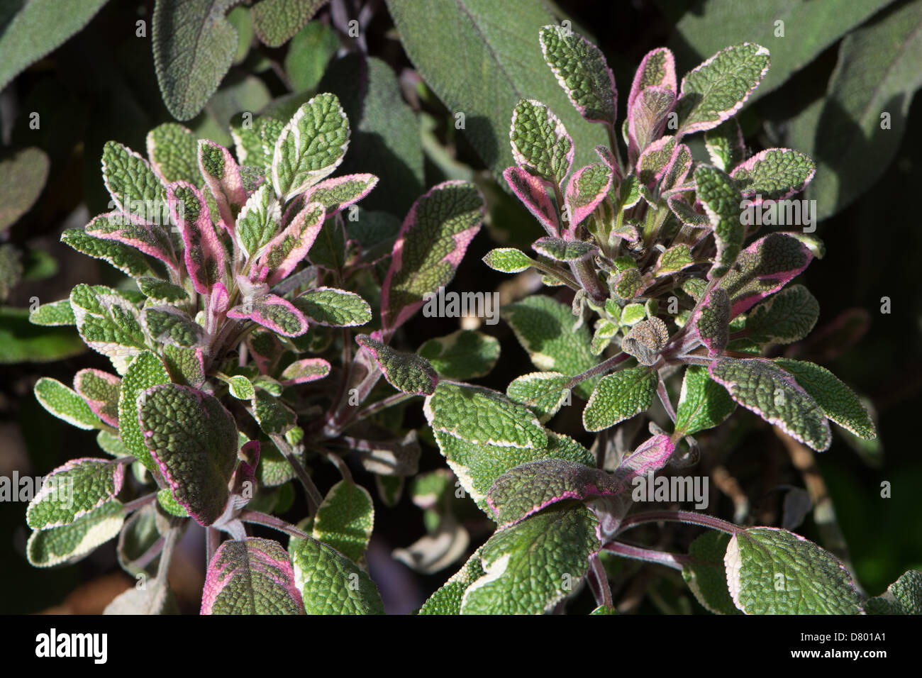 Tricolor sage (Salvia officinalis) growing in a sunny spot in a British garden. 2013. Stock Photo