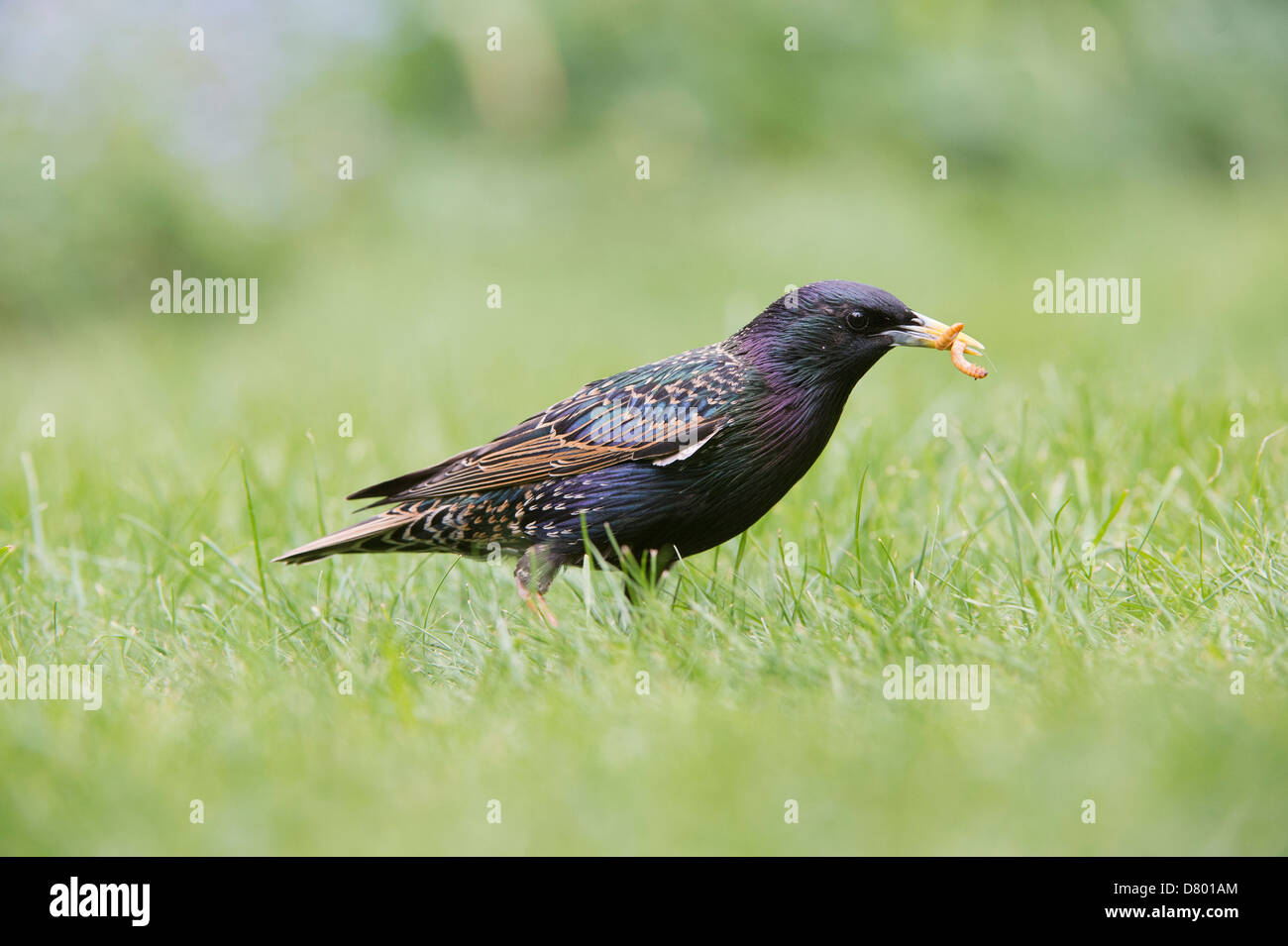 Sturnus vulgaris. Starling in the grass feeding on mealworms Stock