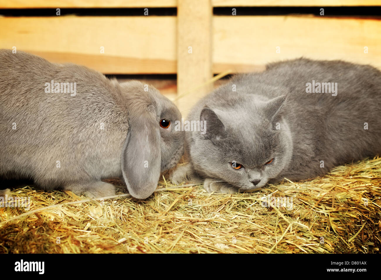 british shorthair cat and lop rabbit on hayloft Stock Photo