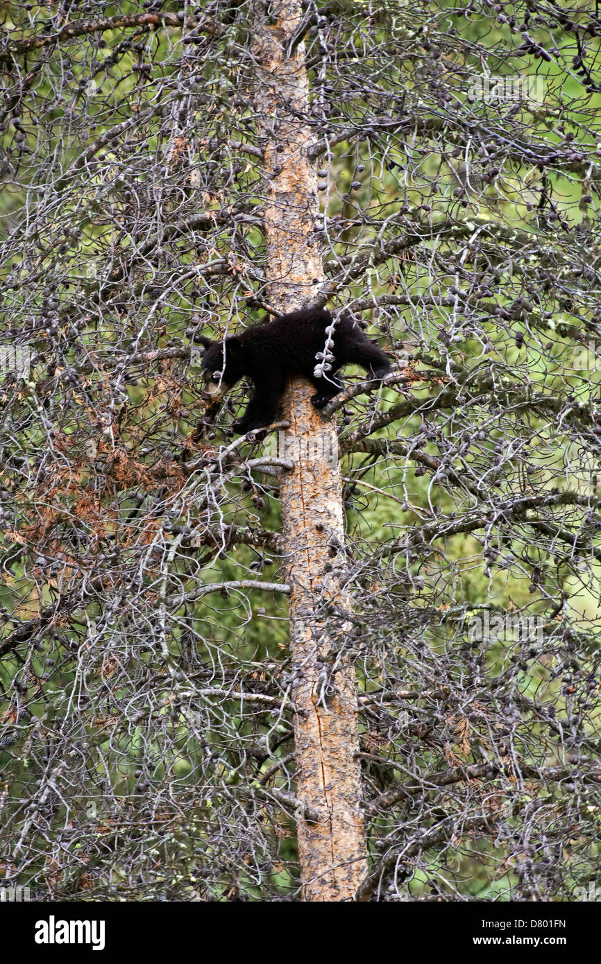 Baby american black bear hi-res stock photography and images - Alamy