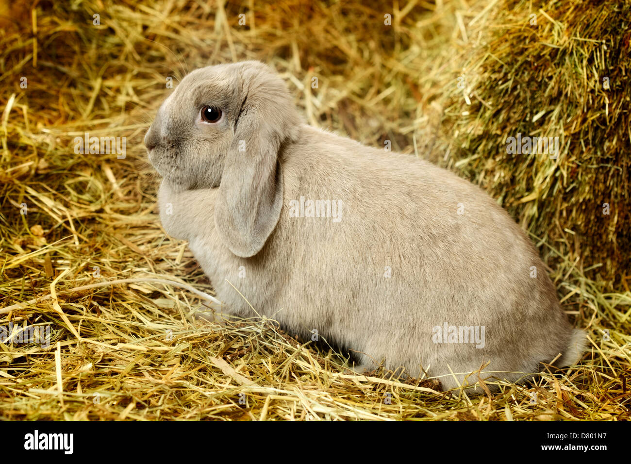 gray lop-earred rabbit on hayloft, close up Stock Photo