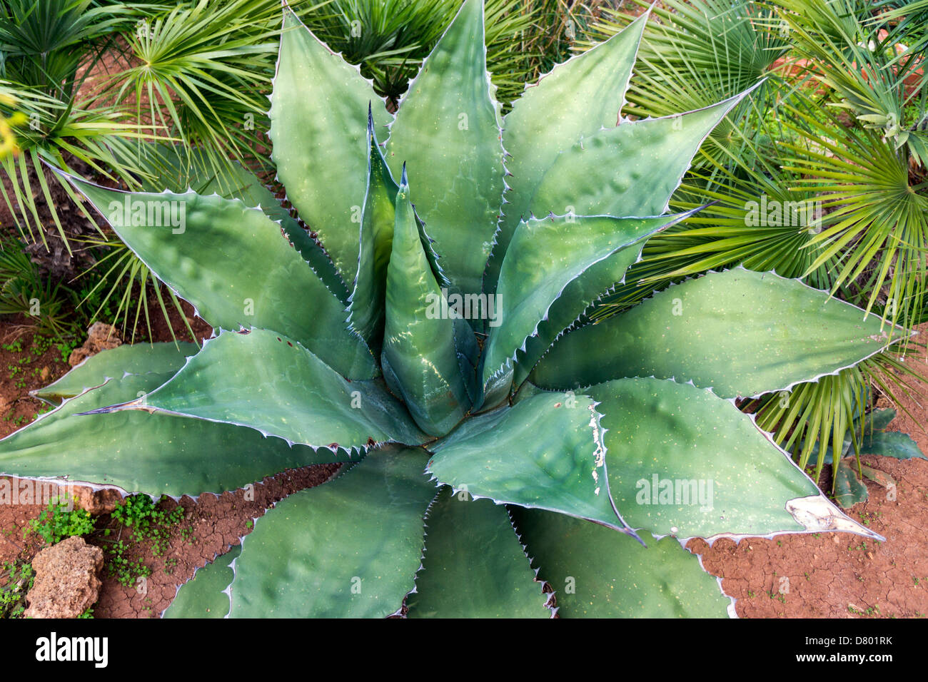 Green Agave plant with thick leaves and spines Stock Photo Alamy