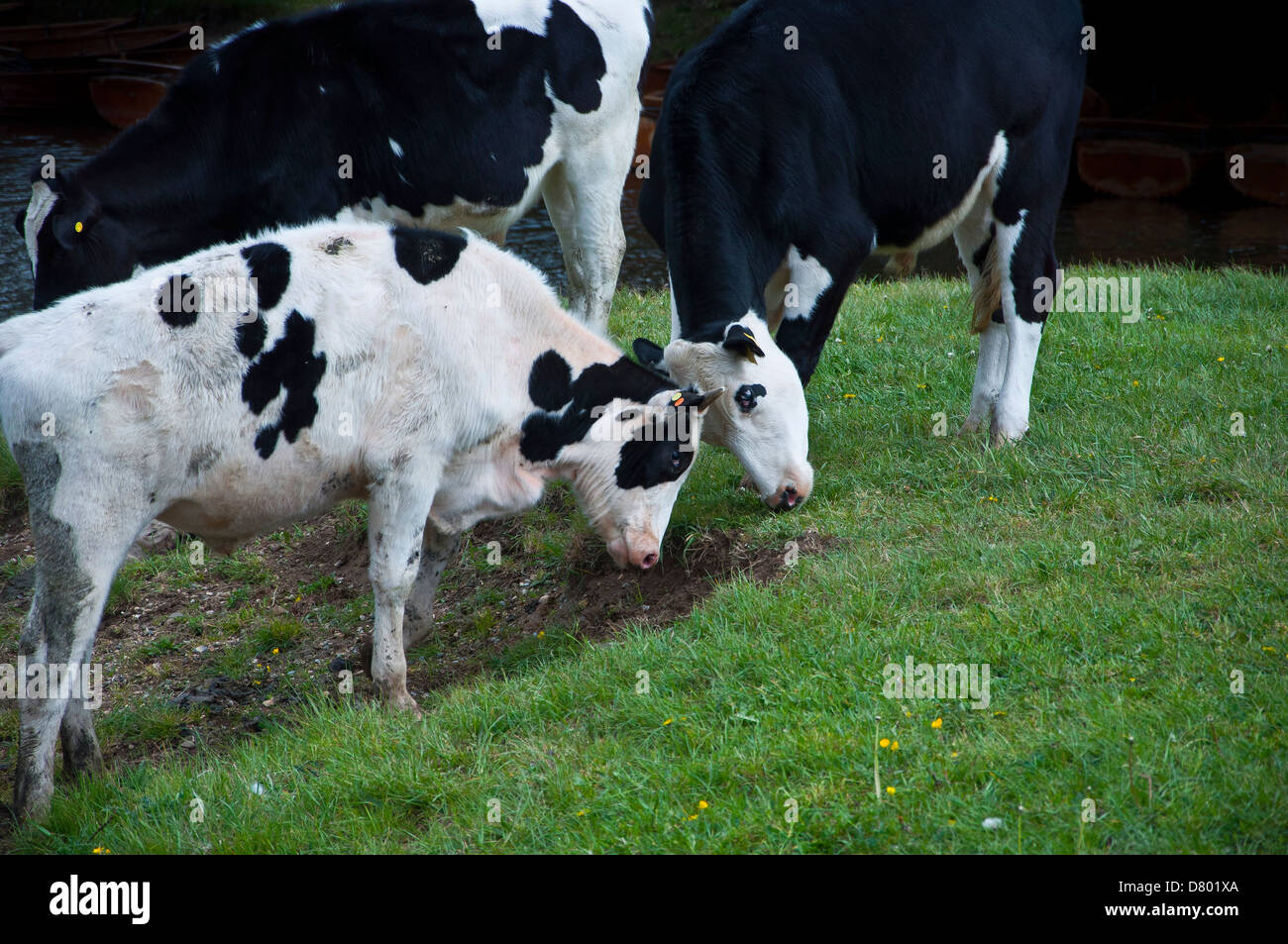 Butting Heads Hi-res Stock Photography And Images - Alamy