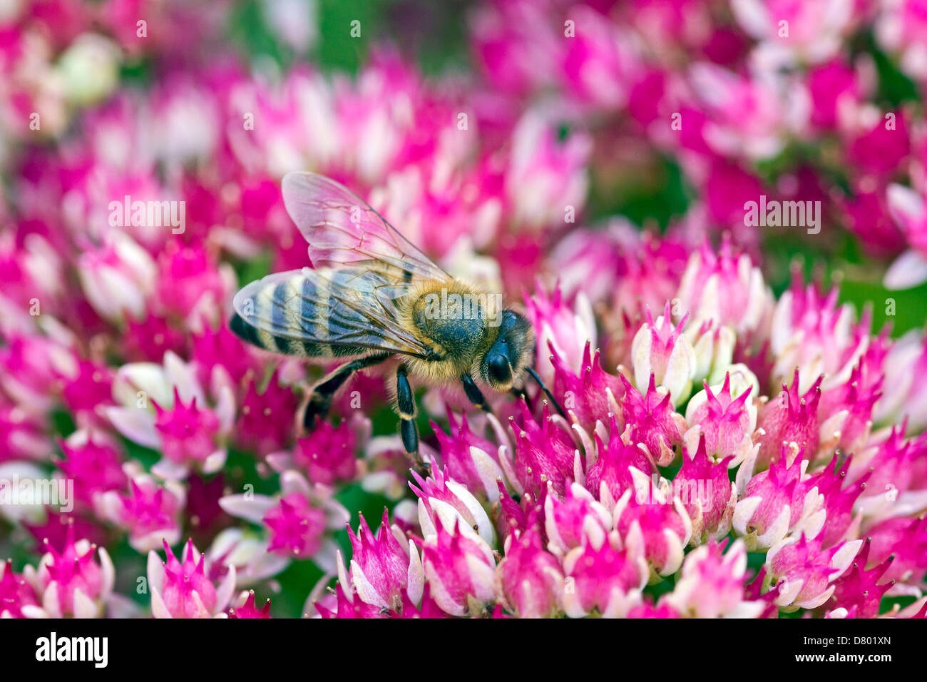 Western bee hi-res stock photography and images - Alamy