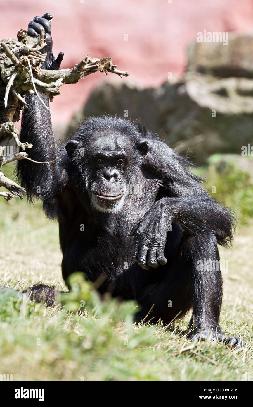 common chimpanzee Stock Photo