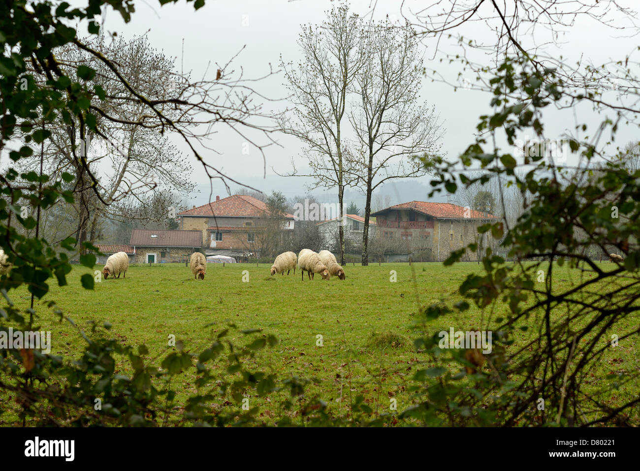 Sheep farm in Cantabria, Spain, Europe Stock Photo