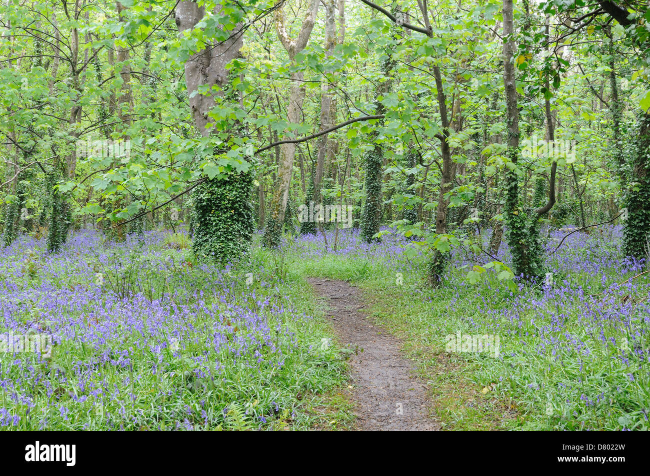 Path through bluebell woods at Tehidy Country Park Cornwall England Stock Photo