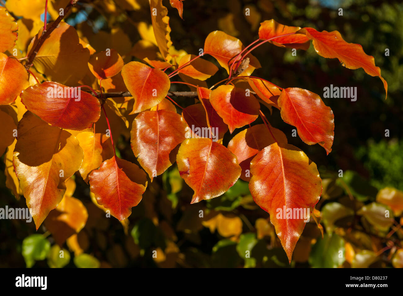 Pyrus ussuriensis, Manchurian Pear - autumn colouring Stock Photo