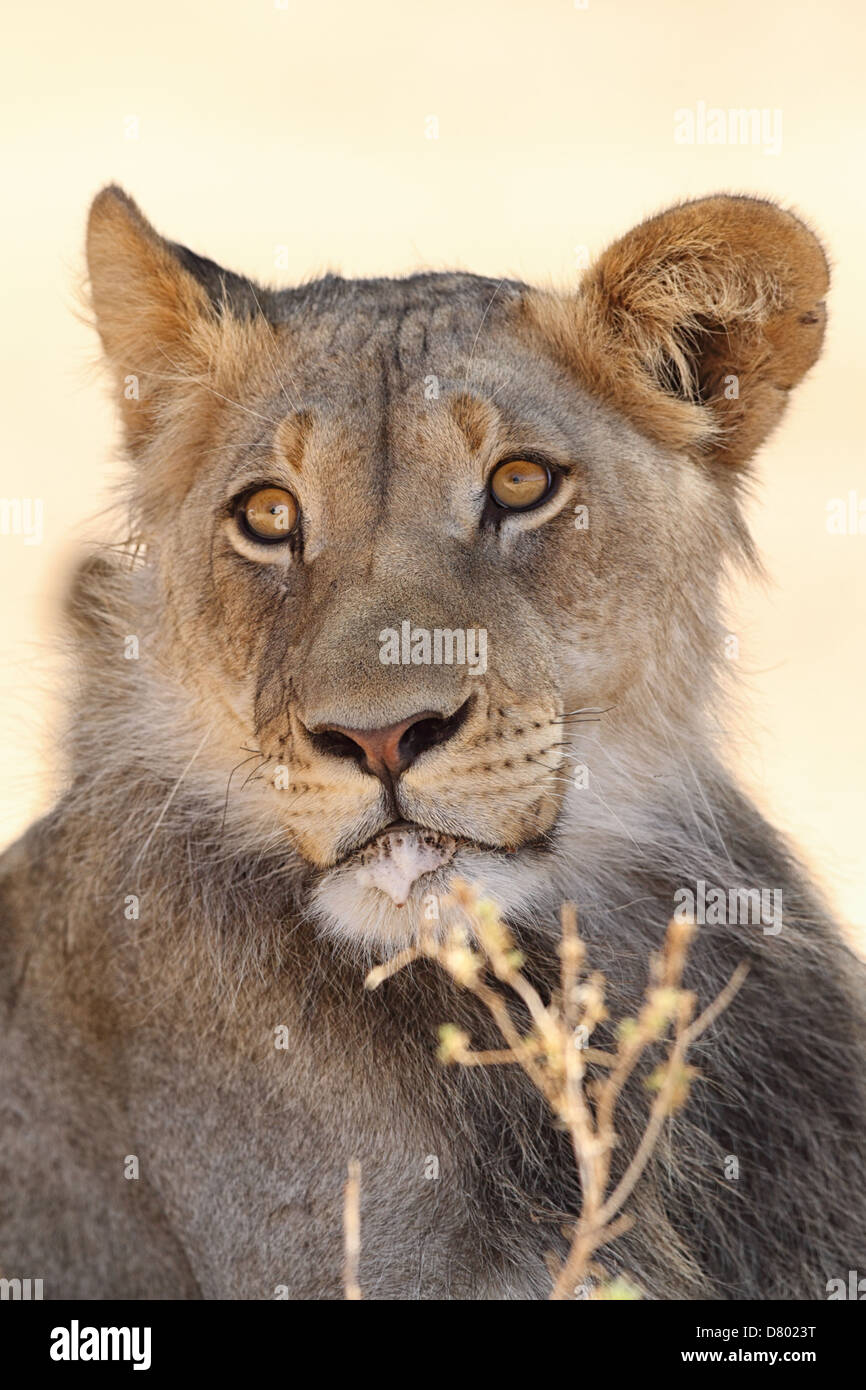 Male south african lion hi-res stock photography and images - Alamy