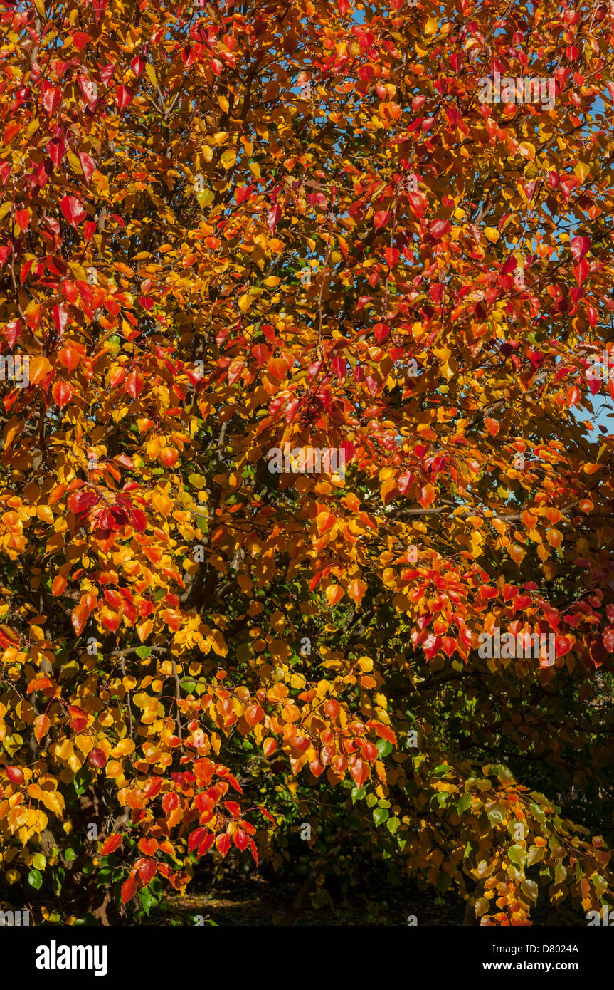 Pyrus ussuriensis, Manchurian Pear - autumn colouring Stock Photo