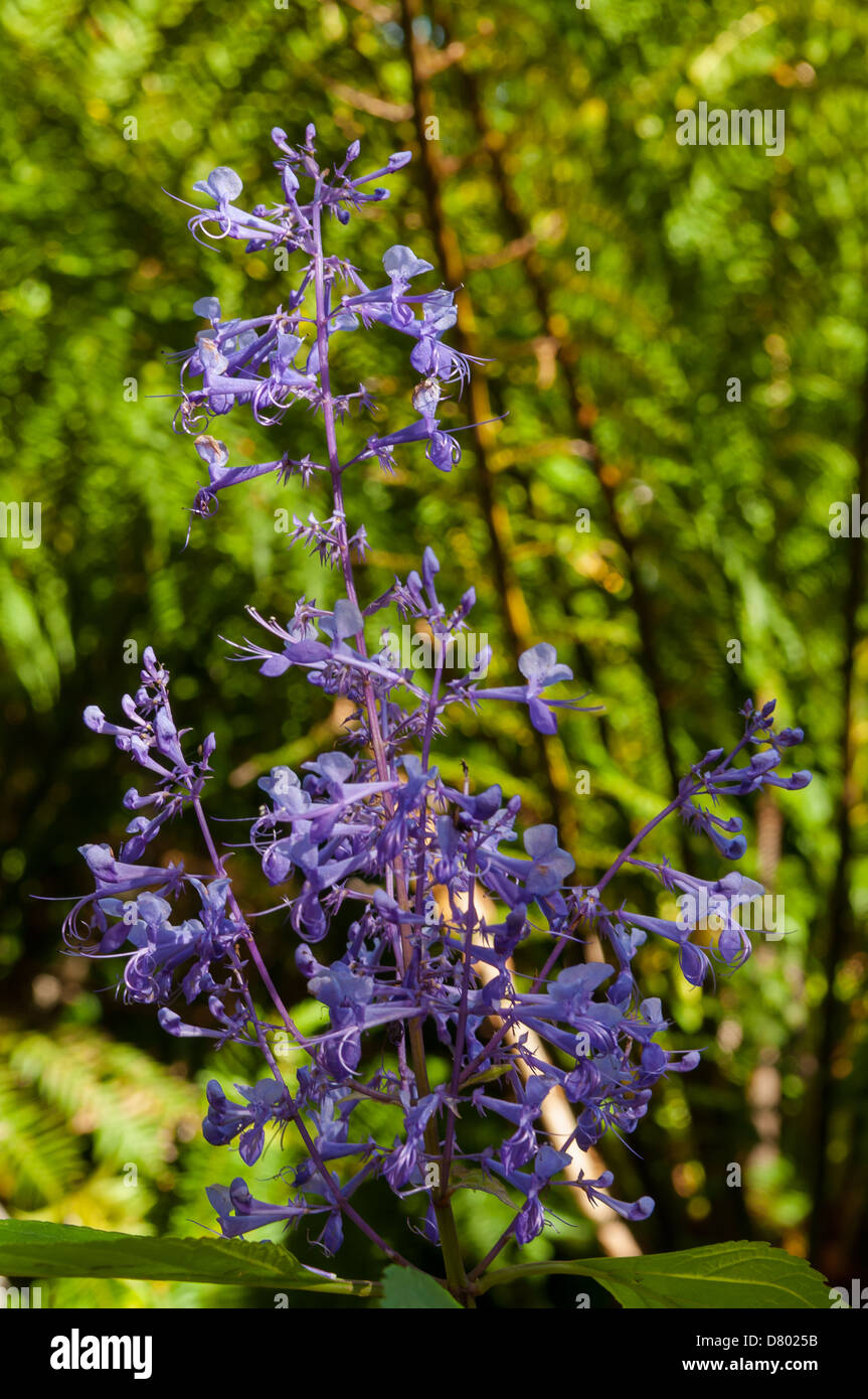 Plectranthus Mona Lavender, Spurflower Stock Photo