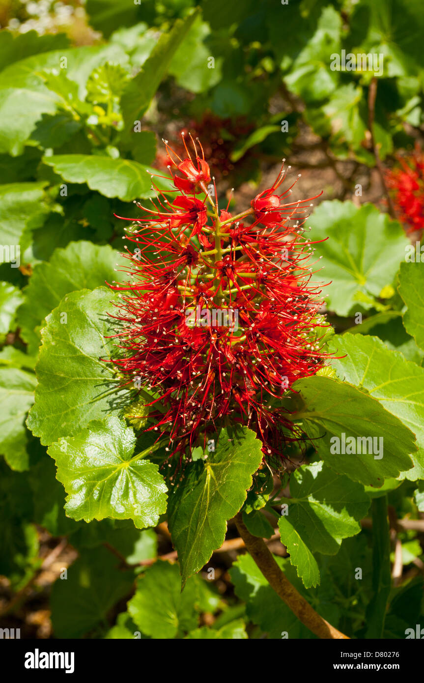 Greyia sutherlandii, Natal Bottlebrush Stock Photo