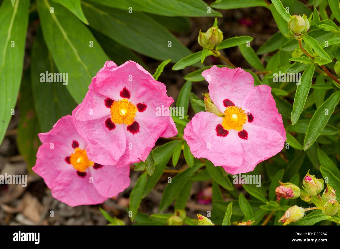 Cistus x purpureus, Rock Rose Brilliancy Stock Photo