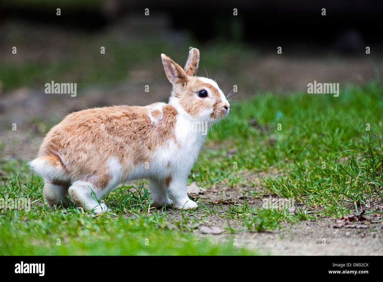 Single adult rabbit hi-res stock photography and images - Alamy