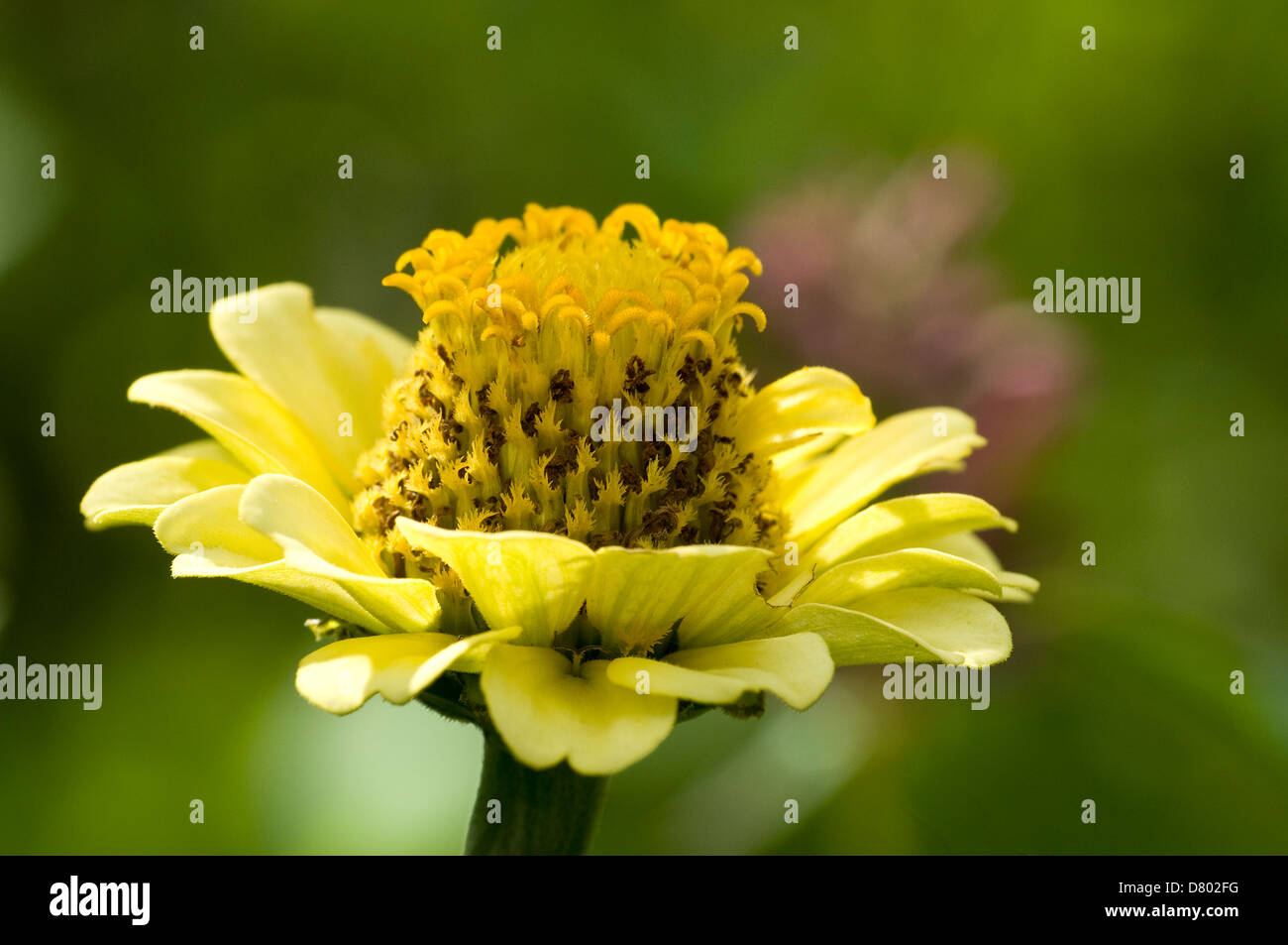 Zinnia X Hybrida, Yellow Zinnia Stock Photo