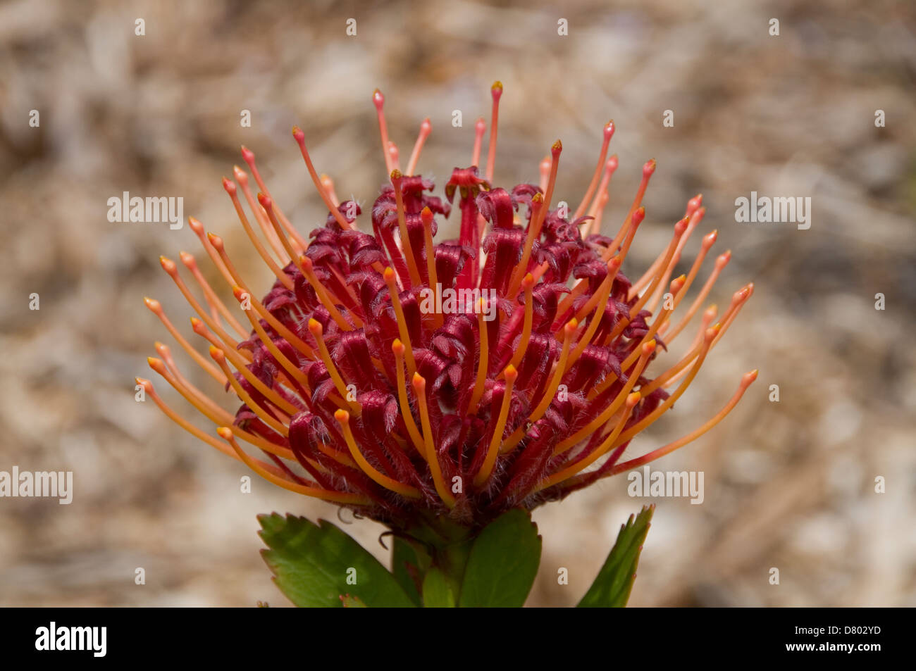 Leucospermum Glabrum, Scarlet Ribbon Pincushion Stock Photo