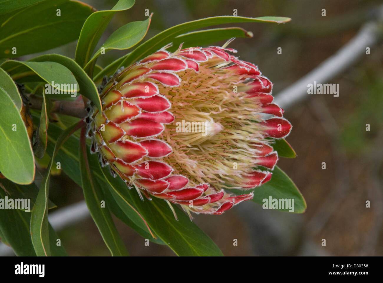 Protea Obtusifolia, Limestone Sugarbush Stock Photo