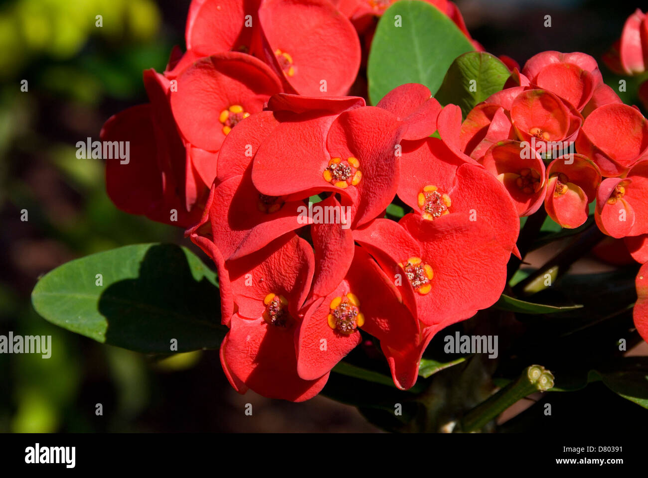 Euphorbia Milii, Red Crown of Thorns Stock Photo