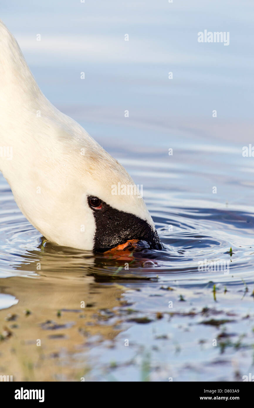 Mute swan eating food bird nature sea hires stock photography and