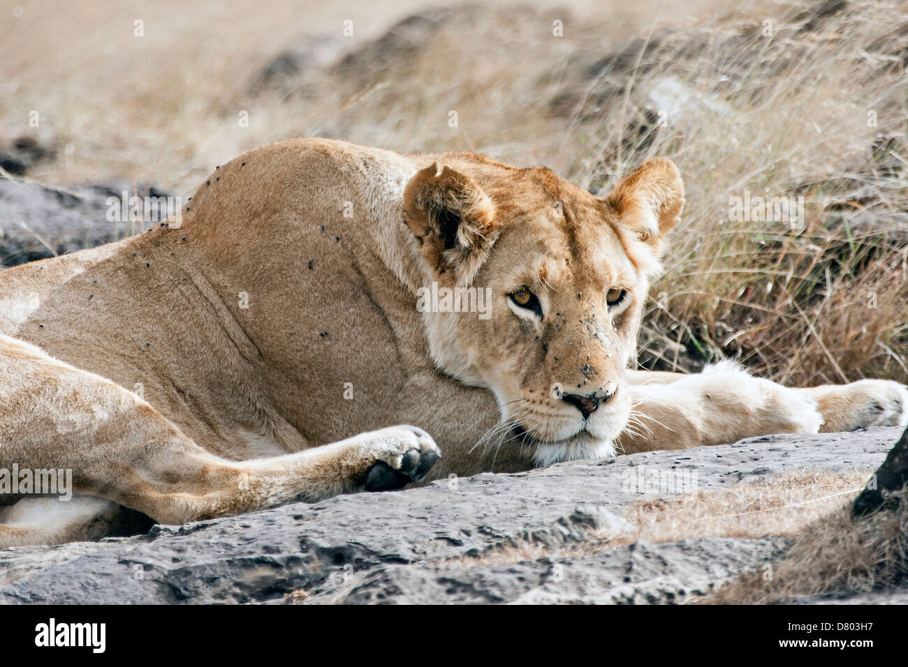 Lion rock africa hi-res stock photography and images - Alamy